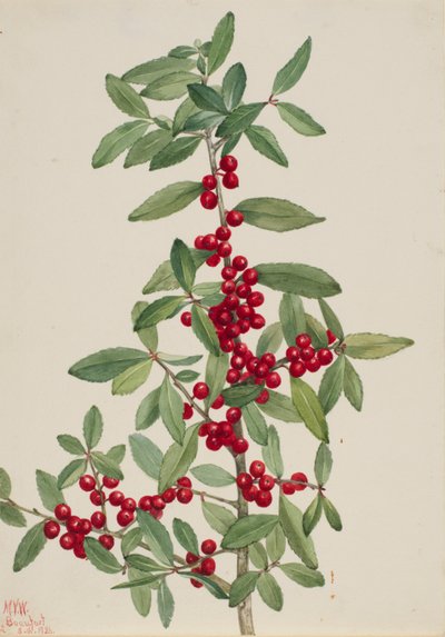 Yaupon (Ilex vomitoria) af Mary Vaux Walcott