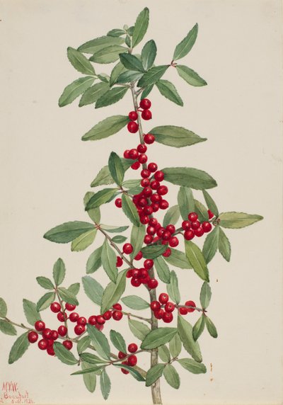 Yaupon Ilex vomitoria, 1926. af Mary Vaux Walcott