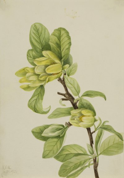 Yellow Cucumbertree Magnolia cordata, 1922. af Mary Vaux Walcott