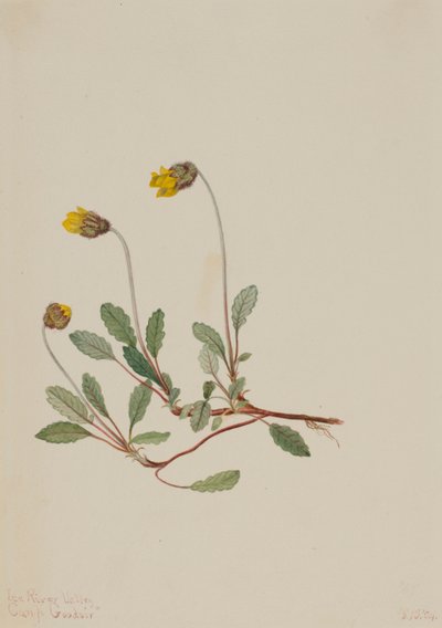 Gul dryade (Dryas drummondii) af Mary Vaux Walcott
