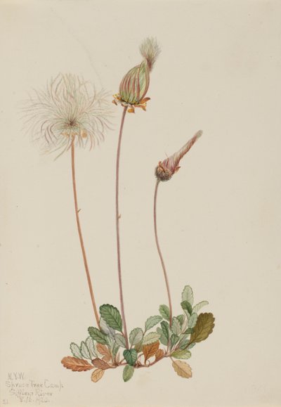 Gul dryade (frugt) (Dryas drummondii) af Mary Vaux Walcott