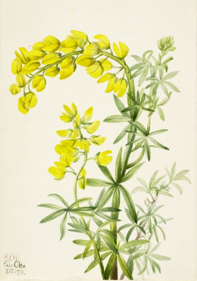 Gul Lupin Lupinis arboreus, 1933. af Mary Vaux Walcott