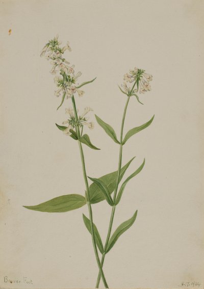 Gul Pentstemon (Pentstemon confertus) af Mary Vaux Walcott