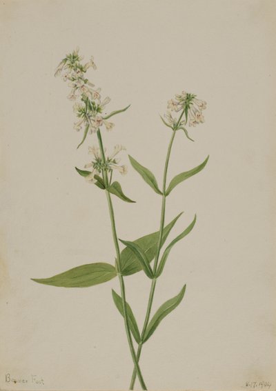 Gul Penstemon Penstemon confertus, 1904. af Mary Vaux Walcott