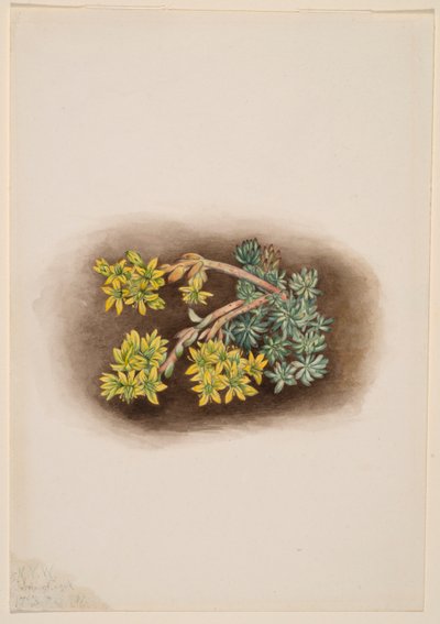 Gul stenurt (Sedum stenopetalum) af Mary Vaux Walcott