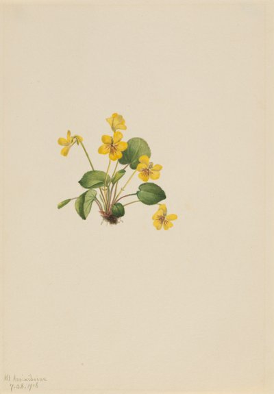 Gul viol (Viola orbiculata) af Mary Vaux Walcott