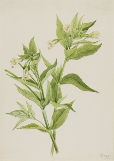 Gul pileurt (Epilobium lutem) af Mary Vaux Walcott