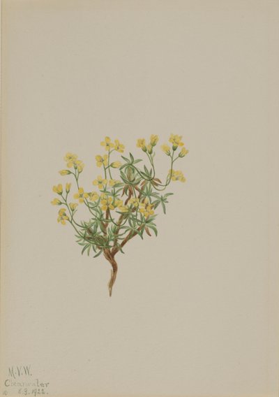 Gul pilegræs af Mary Vaux Walcott