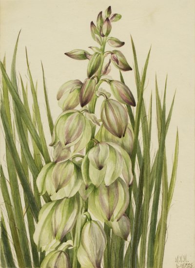 Yucca (Yucca baileyi) af Mary Vaux Walcott