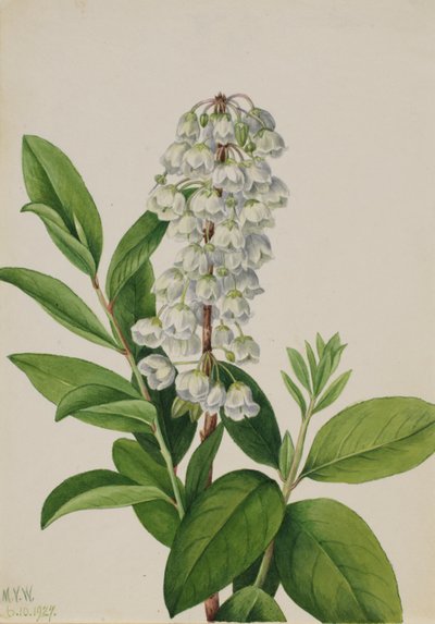 Zenobia (Zenobia cassinifolia) af Mary Vaux Walcott