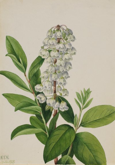 Zenobia Zenobia cassinifolia, 1927. af Mary Vaux Walcott