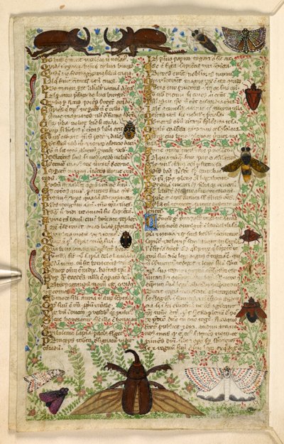 Tilføje. 28841, f.4v: Møl og hornbiller, fra en afhandling om dyder og laster, og en anonym prosahistorie på Sicilien (fragment), c.1330-40 (vellum) af Master of the Cocharelli Codex