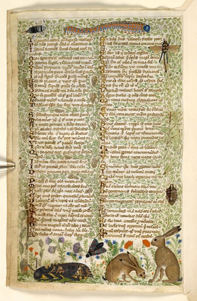 Tilføje. 28841, f.6v: Kaniner og insekter, herunder en larve, guldsmede og en møl, fra en afhandling om dyder og laster, og en anonym prosahistorie på Sicilien (fragment), ca. 1330-40 (vellum) af Master of the Cocharelli Codex