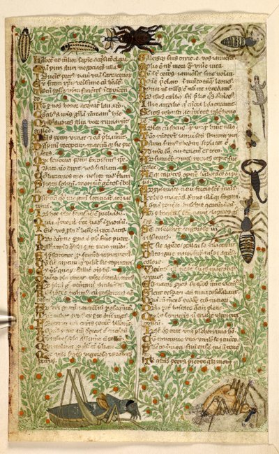 Tilføje. 28841, f.7v: Blomster, frugter og insekter, herunder en skorpion og et firben.  Afhandling om dyder og laster og en anonym prosahistorie på Sicilien (fragment)  Cocharelli af Master of the Cocharelli Codex