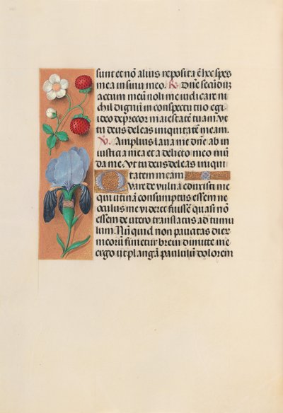 Hours of Dronning Isabella den Katolik, Dronning af Spanien: Fol. 245v, ca. 1500. af Master of the First Prayerbook of Maximillian