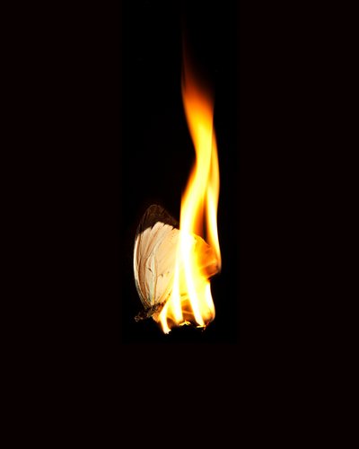 Brændende sommerfugl 11, 2013 (Lambda print) af Mat Collishaw