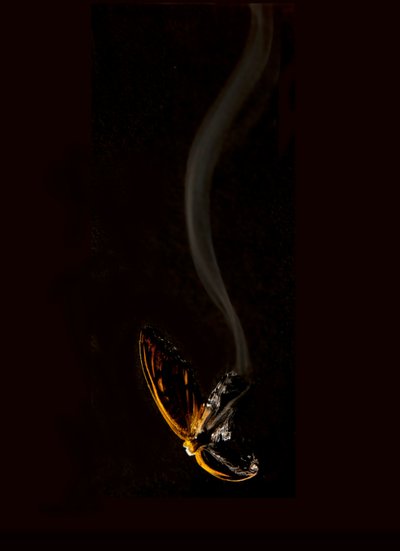 Brændende sommerfugl 15, 2013 (Lambda print) af Mat Collishaw