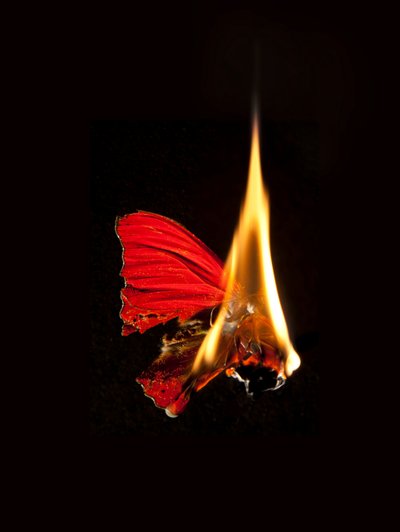 Brændende sommerfugl 18, 2013 (Lambda print) af Mat Collishaw