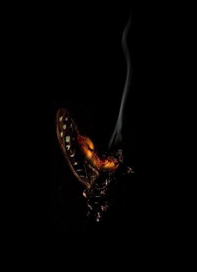 Brændende sommerfugl 5, 2013 (Lambda print) af Mat Collishaw