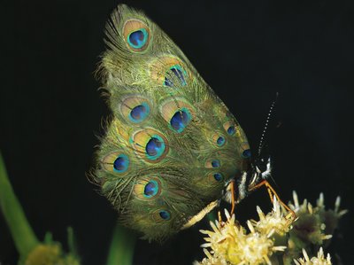 Sommerfugle og blomster, 2004 (Dura-transparens og lyskasse) af Mat Collishaw