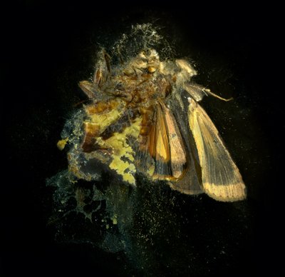 Insekticid 12, 2006 (C-type fotografi) af Mat Collishaw
