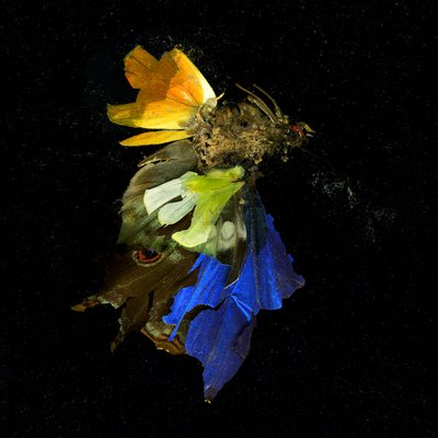 Insekticid 15, 2009 (C-type fotografi) af Mat Collishaw