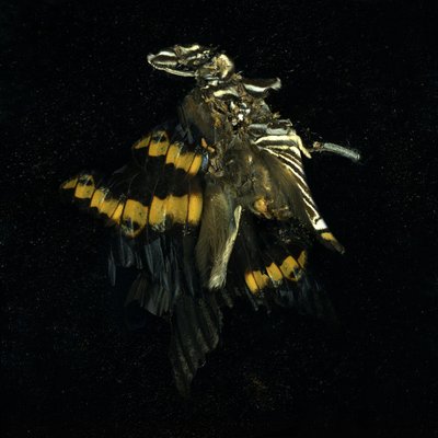 Insekticid 17, 2009 (C-type fotografi) af Mat Collishaw
