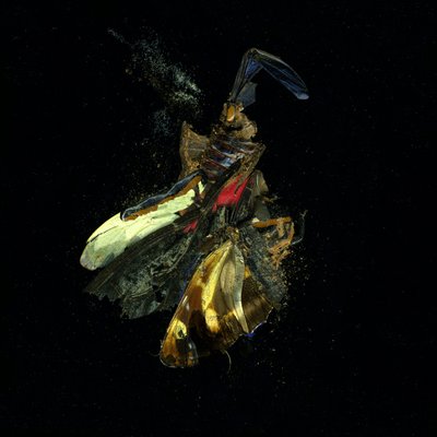 Insekticid 18, 2009 (C-type fotografi) af Mat Collishaw