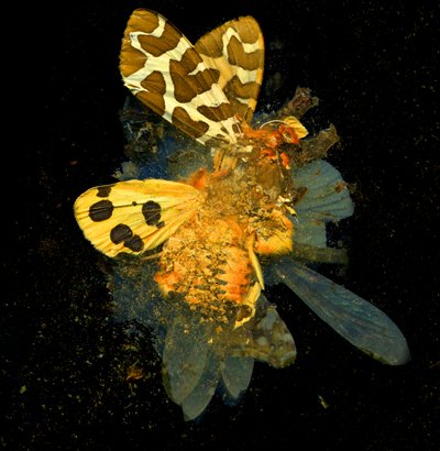 Insekticid 24, 2008 (C-type fotografi) af Mat Collishaw