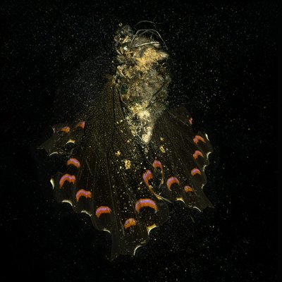 Insekticid 28, 2011 (C-type fotografi) af Mat Collishaw