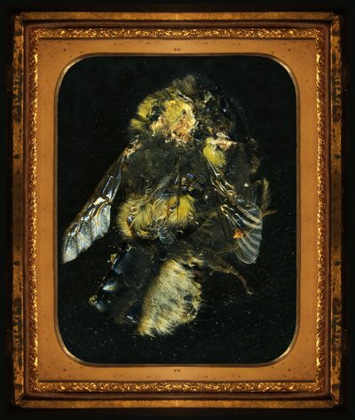 Insekticid 2, 2006 (C-type fotografi) af Mat Collishaw