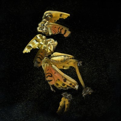 Insekticid 35, 2011 (C-type fotografi) af Mat Collishaw