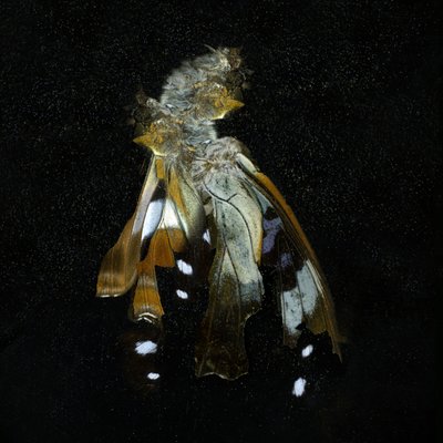 Insekticid 38, 2011 (C-type fotografi) af Mat Collishaw