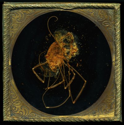 Insekticid 5, 2006 (C-type fotografi) af Mat Collishaw
