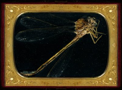 Insekticid 7, 2006 (C-type fotografi) af Mat Collishaw