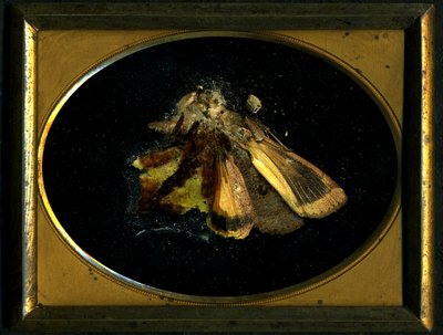 Insekticid 8, 2006 (C-type fotografi) af Mat Collishaw