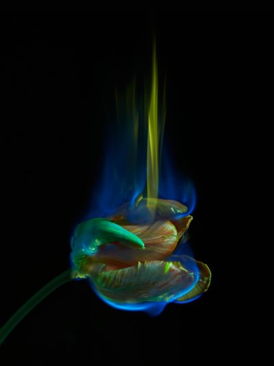 Den forgiftede side, 2013 (C-type fotografi) af Mat Collishaw