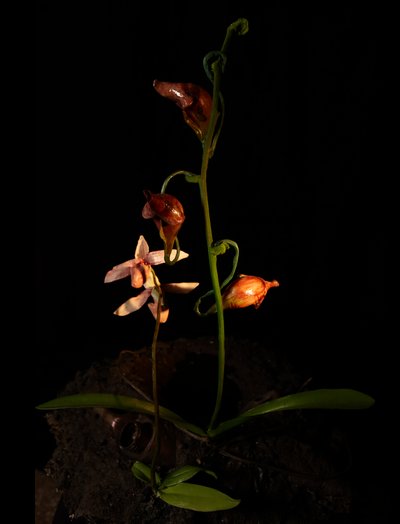 Venal Muse, Lafage, 2012 (Harpiks, emaljemaling, træ, glas, stål) af Mat Collishaw