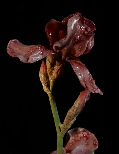 Venal Muse, Viridor, 2012 (Harpiks, emaljemaling, træ, glas, stål) af Mat Collishaw