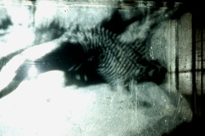 Wormery, 2009 (Træ, glas, stål, projektor og afspiller) af Mat Collishaw