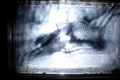 Wormery, 2009 (Træ, glas, stål, projektor og afspiller) af Mat Collishaw