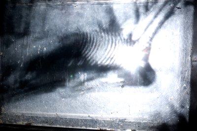 Wormery, 2009 (Træ, glas, stål, projektor og afspiller) af Mat Collishaw
