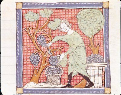 Fol.59r september: Høsten af Matfre Ermengaut