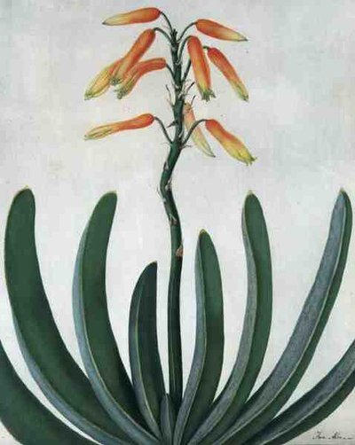 Aloe Striata (akvarel og gouache over blyant på pergament) af Matilda Conyers