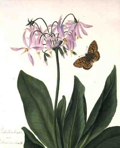 Dodecatheon Meadia og sommerfugl (akvarel og gouache over blyant på vellum) af Matilda Conyers