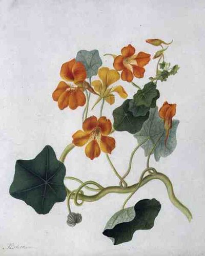 Tropaeolum (akvarel og gouache over blyant på pergament) af Matilda Conyers