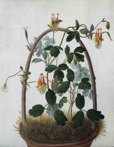 Tropaeolum Tuberosum (akvarel og gouache over blyant på pergament) af Matilda Conyers