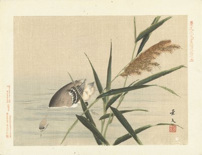 Dykkerand ved siv Blomster- og fugleskitser fra Keibun - del tre (serietitel) Keibun kacho gafu kohen (serietitel på objekt) af Matsumura Keibun