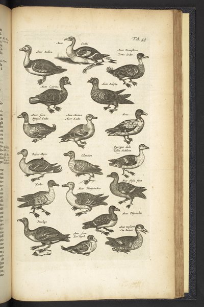 Fane 49, Ænder, Illustration fra 