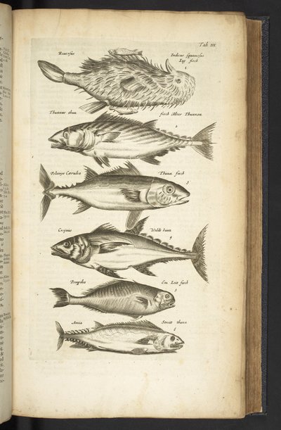 Tab III, Tunfisk, Illustration fra 